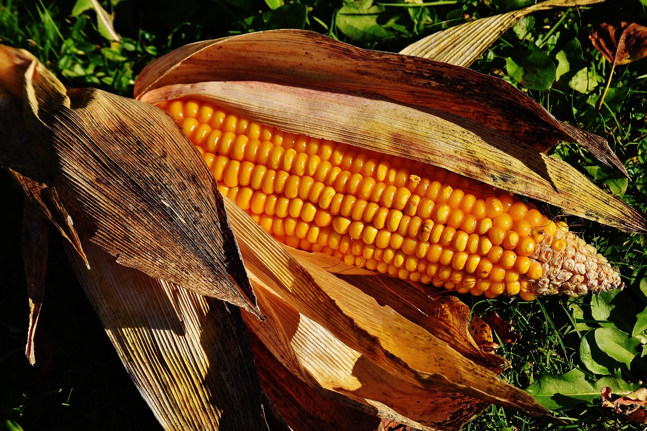 corn-1751762_1280